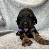 Duchess, a female Bernedoodle for sale in Lowell, AR – Photo 8 of 10
