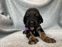 Duchess, a female Bernedoodle for sale in Lowell, AR – Photo 4 of 4