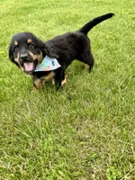 Duchess, a female Bernedoodle for sale in Lowell, AR – Photo 3 of 10