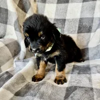 Duchess, a female Bernedoodle for sale in Lowell, AR – Photo 5 of 10