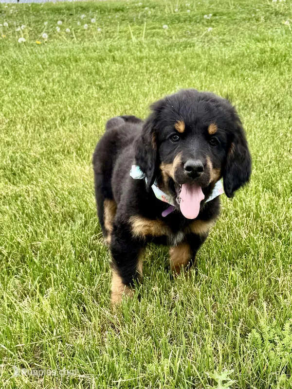 Duchess – Bernedoodle puppy for sale in Lowell, AR