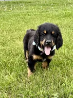 Duchess, a female Bernedoodle for sale in Lowell, AR – Photo 1 of 10