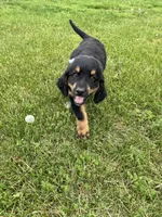 Duchess, a female Bernedoodle for sale in Lowell, AR – Photo 4 of 10