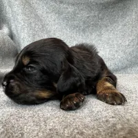 Duchess, a female Bernedoodle for sale in Lowell, AR – Photo 10 of 10