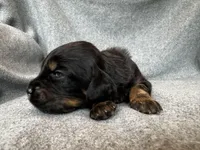 Duchess, a female Bernedoodle for sale in Lowell, AR – Photo 3 of 4