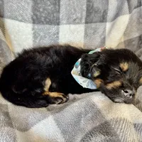 Duchess, a female Bernedoodle for sale in Lowell, AR – Photo 6 of 10