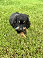 Duchess, a female Bernedoodle for sale in Lowell, AR – Photo 2 of 10