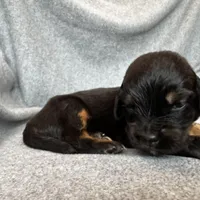 Duchess, a female Bernedoodle for sale in Lowell, AR – Photo 7 of 10