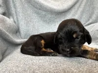 Duchess, a female Bernedoodle for sale in Lowell, AR – Photo 1 of 4