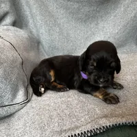 Duchess, a female Bernedoodle for sale in Lowell, AR – Photo 9 of 10