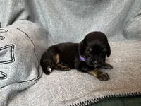 Duchess, a female Bernedoodle for sale in Lowell, AR – Photo 2 of 4