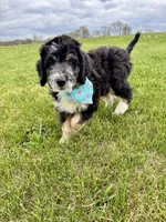 Perdita, a female Bernedoodle for sale in Lowell, AR – Photo 2 of 8