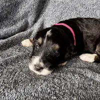 Perdita, a female Bernedoodle for sale in Lowell, AR – Photo 6 of 8