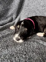 Perdita, a female Bernedoodle for sale in Lowell, AR – Photo 1 of 3