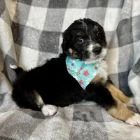 Perdita, a female Bernedoodle for sale in Lowell, AR – Photo 4 of 8