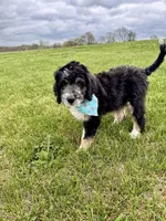 Perdita, a female Bernedoodle for sale in Lowell, AR – Photo 3 of 8