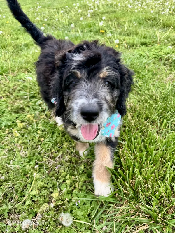 Perdita – Bernedoodle puppy for sale in Lowell, AR