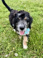 Perdita, a female Bernedoodle for sale in Lowell, AR – Photo 1 of 8