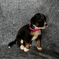 Perdita, a female Bernedoodle for sale in Lowell, AR – Photo 8 of 8