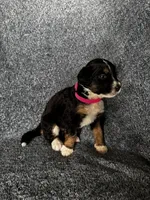 Perdita, a female Bernedoodle for sale in Lowell, AR – Photo 3 of 3