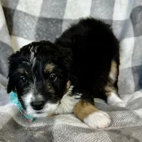 Perdita, a female Bernedoodle for sale in Lowell, AR – Photo 5 of 8