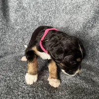 Perdita, a female Bernedoodle for sale in Lowell, AR – Photo 7 of 8