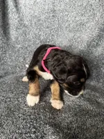 Perdita, a female Bernedoodle for sale in Lowell, AR – Photo 2 of 3