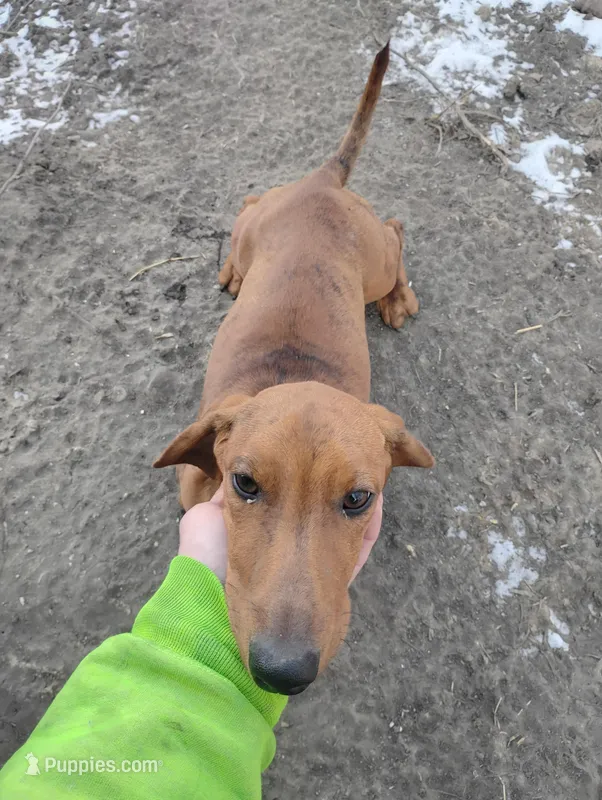 Hank the tank, a female Dachshund for sale in Willmar, MN – Photo 1 of 1