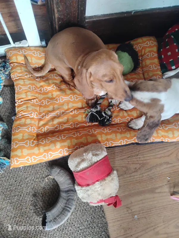 Eddie valient, a male Miniature Dachshund for sale in Willmar, MN – Photo 1 of 2