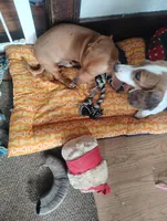 Eddie valient, a male Miniature Dachshund for sale in Willmar, MN – Photo 2 of 2