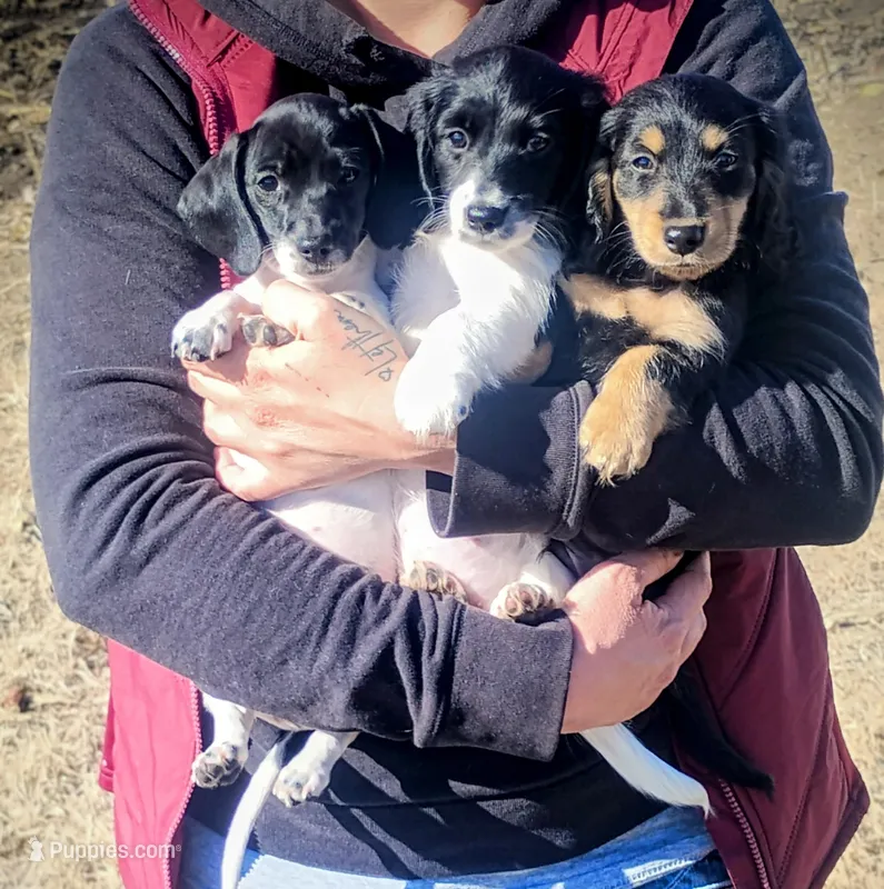 Victor, a female Dachshund and Miniature Dachshund for sale in Willmar, MN – Photo 1 of 1