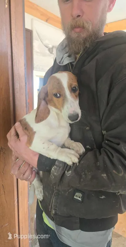 Pinky, a female Dachshund for sale in Willmar, MN – Photo 1 of 2