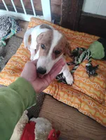 Pinky, a female Dachshund for sale in Willmar, MN – Photo 2 of 2