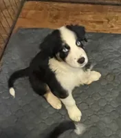 Jane , a female Miniature Australian Shepherd for sale in Ulster Park, NY – 2 of 3