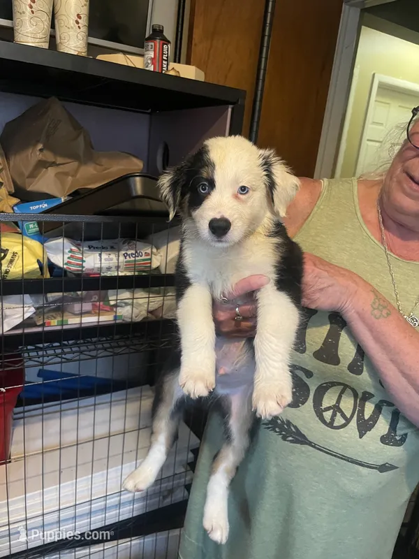Petey – Miniature Australian Shepherd puppy for sale in Ulster Park, NY