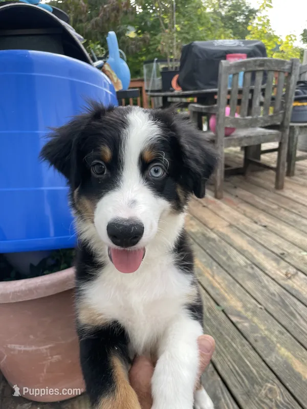 Deogee – Miniature Australian Shepherd puppy for sale in Ulster Park, NY