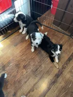 Petey, a male Miniature Australian Shepherd for sale in Ulster Park, NY – 4 of 6