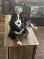 Petey, a male Miniature Australian Shepherd for sale in Ulster Park, NY – 6 of 6