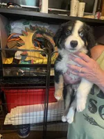 Deogee, a male Miniature Australian Shepherd for sale in Ulster Park, NY – 6 of 6