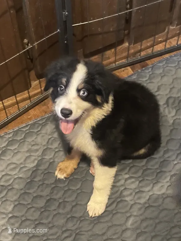 Deogee – Miniature Australian Shepherd puppy for sale in Ulster Park, NY