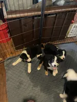 Deogee, a male Miniature Australian Shepherd for sale in Ulster Park, NY – 5 of 6