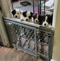 Petey, a male Miniature Australian Shepherd for sale in Ulster Park, NY – 3 of 6