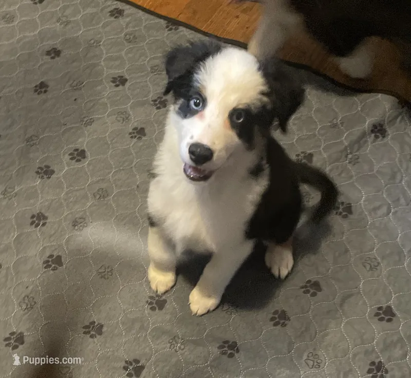 Jane  – Miniature Australian Shepherd puppy for sale in Ulster Park, NY