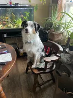 Petey, a male Miniature Australian Shepherd for sale in Ulster Park, NY – 5 of 6
