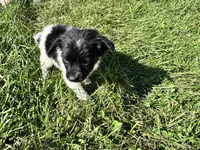 Puppy , a male Chihuahua for sale in Chariton, IA – 5 of 5