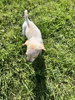 Puppy, a male Chihuahua for sale in Chariton, IA – 7 of 8