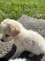 Puppy, a male Chihuahua for sale in Chariton, IA – 7 of 7