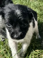 Puppy , a male Chihuahua for sale in Chariton, IA – 2 of 5