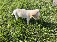 Puppy, a male Chihuahua for sale in Chariton, IA – 6 of 8
