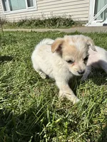 Puppy, a male Chihuahua for sale in Chariton, IA – 6 of 7